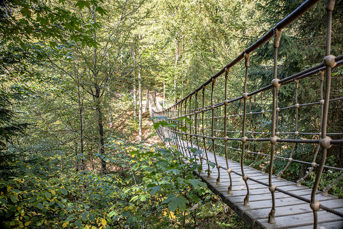 Bild einer Hängebrücke im Wald